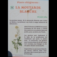 Sinapis alba - Moutarde blanche